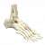 Elastic Foot Model