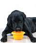 Collapsible Dog Bowl