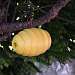 BeeHive Bird Home