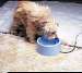 5 Qt. Heated Bowl Plastic