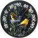 Audubon Collecting 12 InOutdoor Goldfinches II
