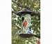 Bird Collage Bird Feeder