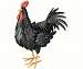 Black Rooster