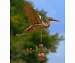 Blue Heron Weathervane Polished Copper + FRT