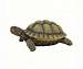 Box Turtle Statue