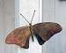 Butterfly Wall Mount Flamed Copper