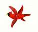 Cardinal WhirlyGig