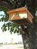 Cedar Upside Down Suet Box