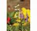 Cast Brass Staked Dragonfly Rain Gauge