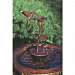 Copper DripperFountain Hummingbird