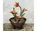 Copper Flower Fountain
