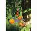 Copper Oriole Triple Fruit Feeder with Ivy