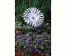 Daisy SunSations Solar Spinner