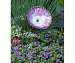 Dandelion SunSations Solar Spinner