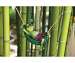 Day Dreamers Frog