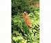 Flamed Owl Staked