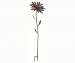 Giant Flower Stake Aster