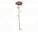 Giant Flower Stake Starflower