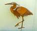 Great Blue Heron Large Bird Silhouette