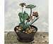 Green Lilly Pad Fountain