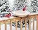 Heated Bird Bath 20 in. wHardware