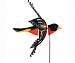Bird Spinner Northern Oriole