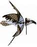 Bird Spinner Osprey