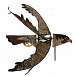 BirdSpinner Peregrine Falcon