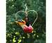 Love Birds Fruit Feeder