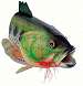 Large Mouth Bass Birdhouse