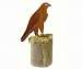 Peregrine Falcon
