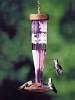 Paradise Amethyst HumBird Lantern