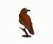 Raven
