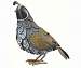 Quail Decor