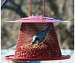 Red Cardinal Feeder