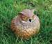 Portly Owl Medium