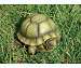 Turtle Portly Medium