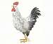 White Rooster