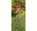 Zinnia Spinner Stake Med
