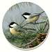 Beautiful Songbirds Chickadees Coasters Set of 4