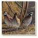 Game Birds Quail Coasters Set of 4