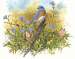 Four Seasons of Birds Notecard Set