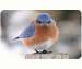 Doormat Mad Bluebird