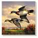 Water Birds Wood Duck Pair Coasters Set of 4