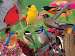 Puzzle Backyard Birds 500 piece Puzzle
