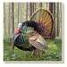 Game Birds Turkey Coasters Set of 4