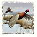 Game Birds Pheasants Tumbled Tile Coasters Set of 4
