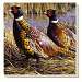 Game Birds Pheasants Coasters Set of 4