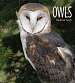 Living Wild Owls-Book