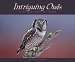 Intriguing Owls